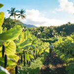 ¿Por qué elegir Vainilla Tahití? Comprar directamente a un productor marca la diferencia