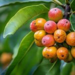 ¿Podemos comer frutas del baniano? Mitos y realidades de este árbol legendario